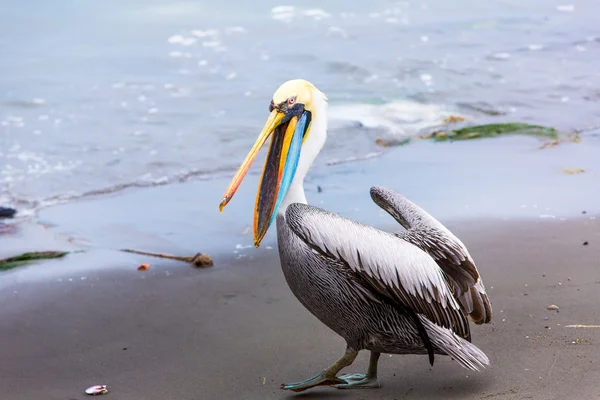 Пелікан на ballestas острови — стокове фото