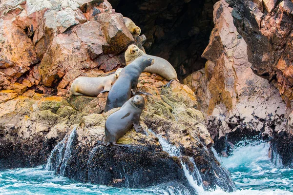 Zuid-Amerikaanse zeeleeuwen — Stockfoto