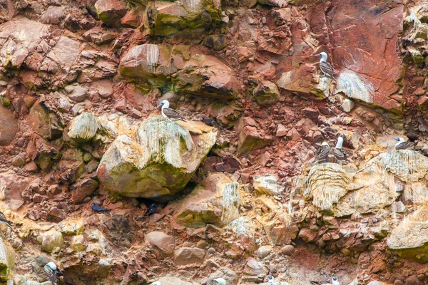 Aquatic seabirds in Peru — Stock Photo, Image