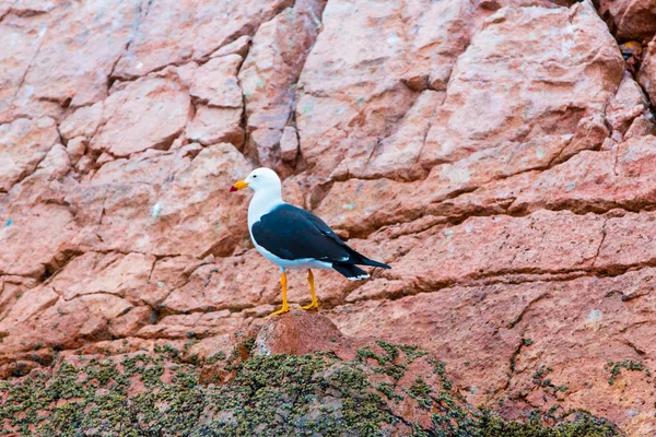 Aquatische Seevögel in peru — Stockfoto