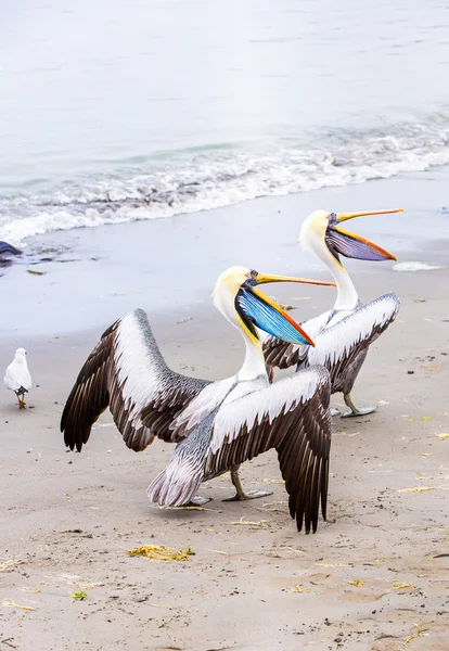 Pelikaan op ballestas-eilanden — Stockfoto