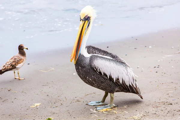 Pelican sur les îles Ballestas — Photo