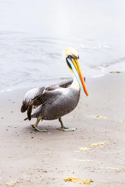 Ballestas 島のペリカン — ストック写真