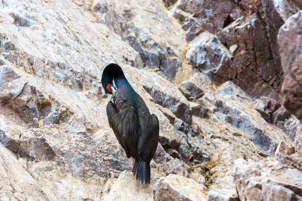 Peru'daki su deniz kuşları — Stok fotoğraf