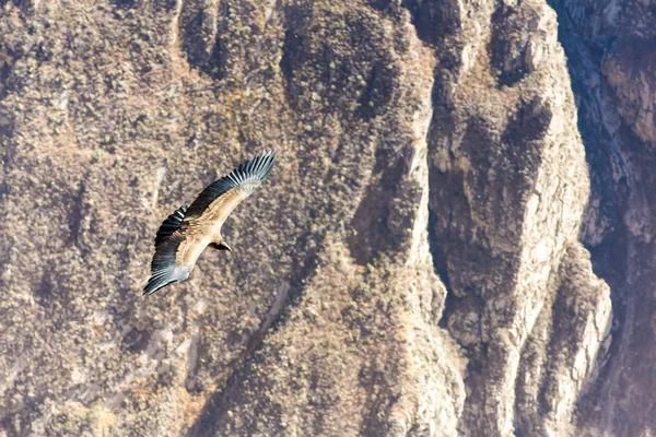 Létající condor nad colca canyon — Stock fotografie