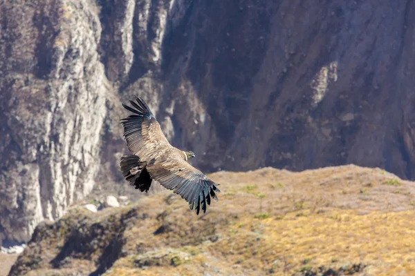 Condor volante sul canyon di Colca — Foto Stock