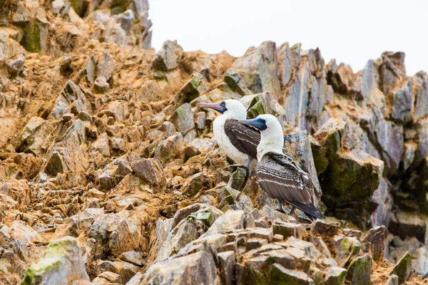 Aquatic seabirds in Peru — Stock Photo, Image