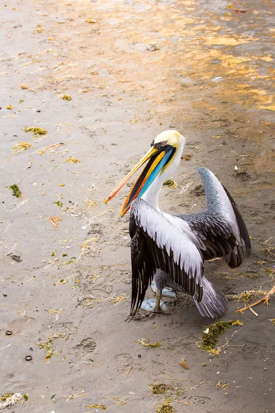 Pelican sur les îles Ballestas — Photo