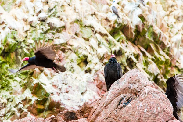 兀鹫红脖子鸟 — 图库照片