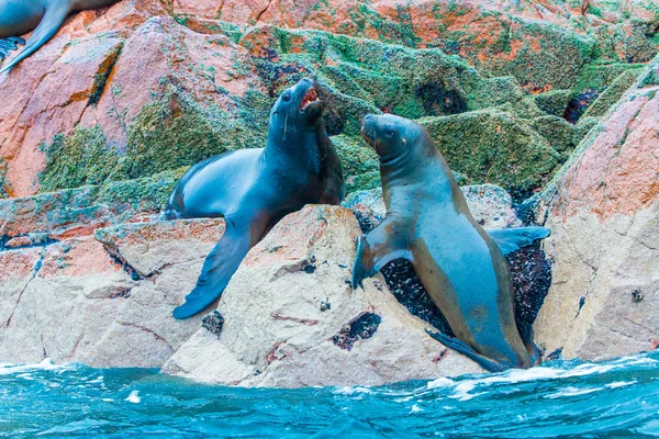 South American Sea lions — Stock Photo, Image