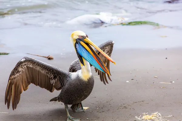 Ballestas 島のペリカン — ストック写真