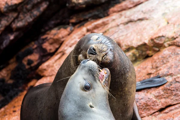 South American Sea lions — Stock Photo, Image