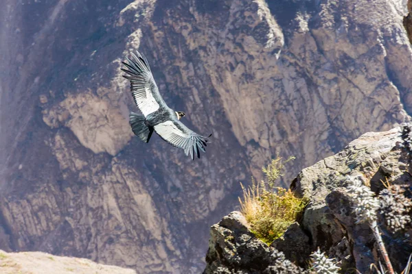 Condor vliegt over colca canyon — Stockfoto