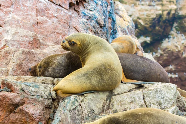 Морские львы Южной Америки — стоковое фото