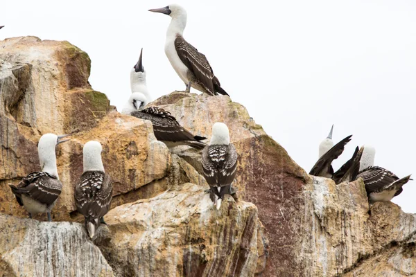 Aquatische zeevogels in peru — Stockfoto