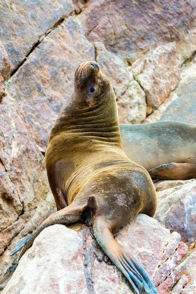 Lions de mer sud-américains — Photo