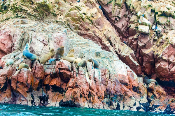 दक्षिण अमेरिकन समुद्र सिंह — स्टॉक फोटो, इमेज
