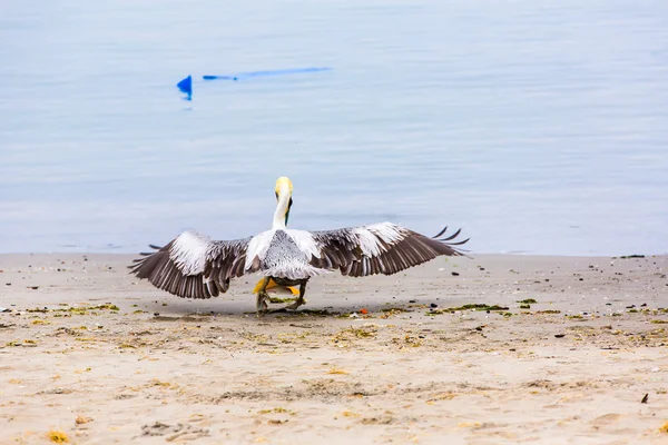 Pelikan kalkış — Stok fotoğraf