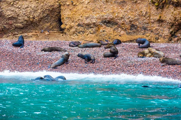 Lions de mer sud-américains — Photo