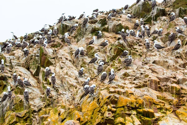 Aquatische zeevogels in peru — Stockfoto