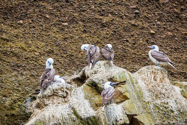 Aquatic seabirds in Peru — Stock Photo, Image