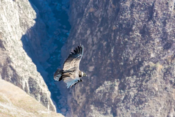 Flygande condor över colca canyon — Stockfoto