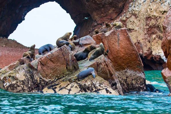 남 아메리카 해 협 — 스톡 사진