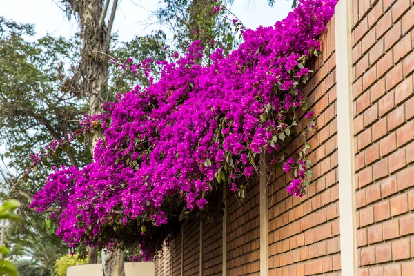 Flowers bougainvillea in Lima — Stock Photo, Image