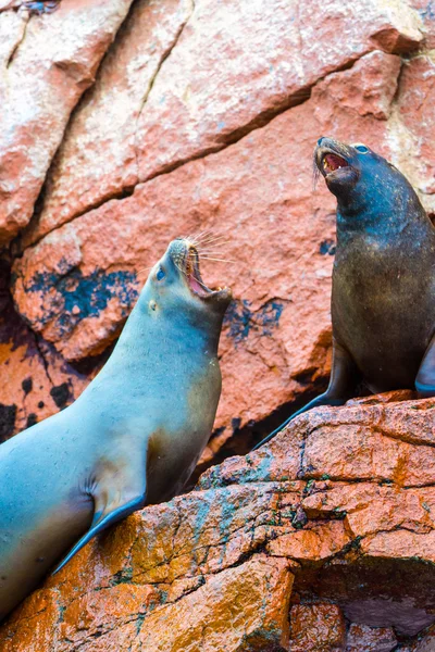 Lobos marinos sudamericanos — Foto de Stock