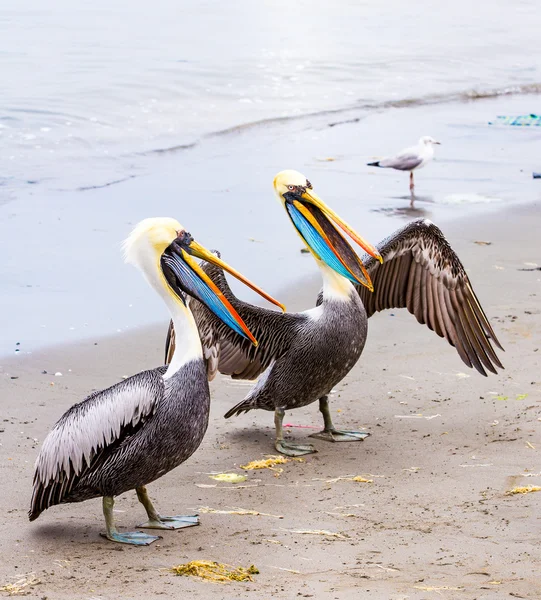 Pelicans on Ballestas Islands — Stock Photo, Image