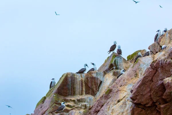 Aquatic seabirds in Peru — Stock Photo, Image