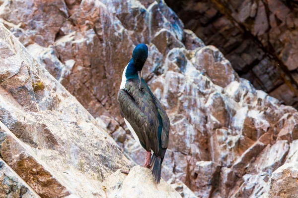 Peru'daki su deniz kuşları — Stok fotoğraf