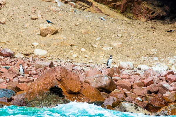 Peru'daki su deniz kuşları — Stok fotoğraf