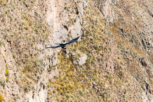 Létající condor nad colca canyon — Stock fotografie