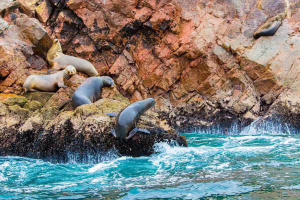 South American Sea lions — Stock Photo, Image