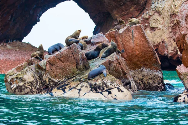 Sydamerikanska sjölejon — Stockfoto