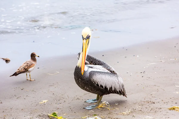 Pelican di Kepulauan Ballestas — Stok Foto