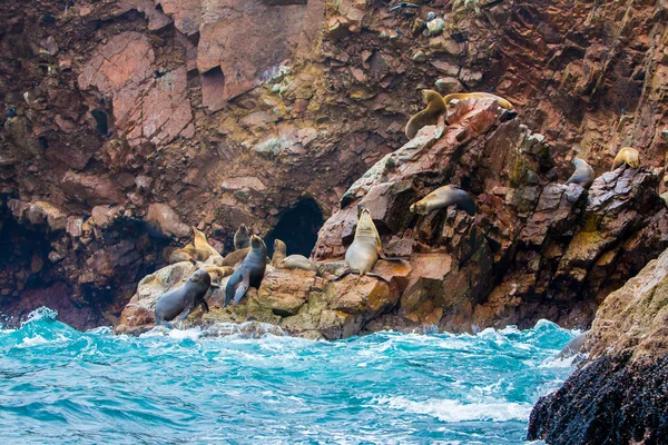 South American Sea lions — Stock Photo, Image