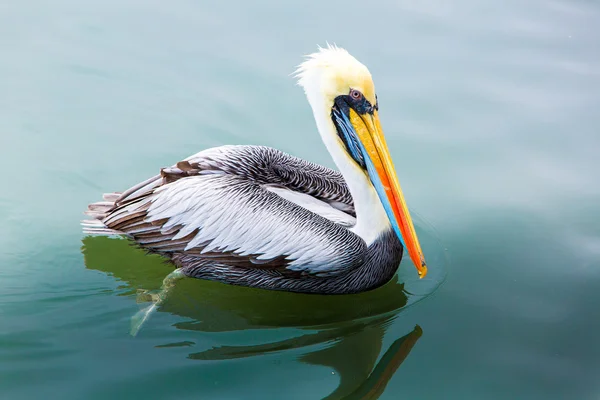 Pelikaan op ballestas-eilanden — Stockfoto