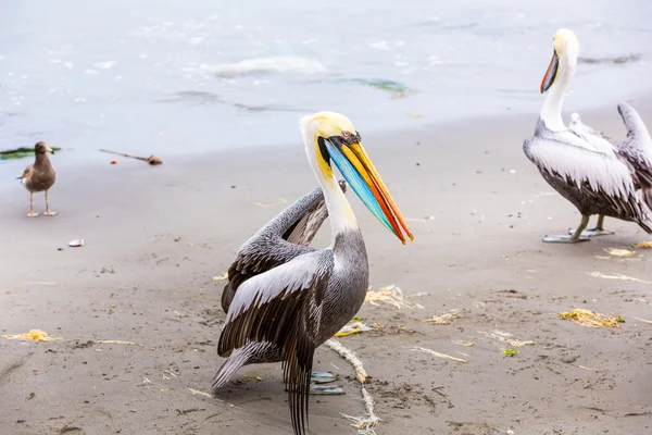 Pelikaan op ballestas-eilanden — Stockfoto