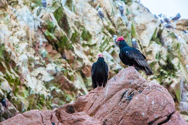兀鹫红脖子鸟 — 图库照片