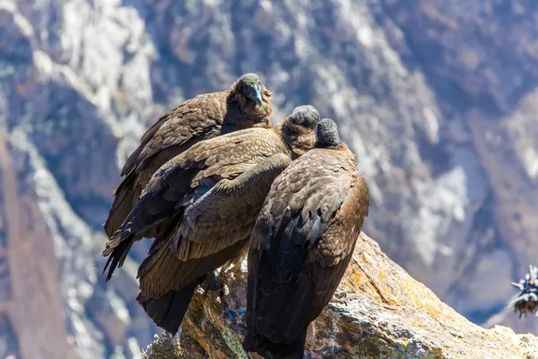 Três Condores no desfiladeiro de Colca — Fotografia de Stock