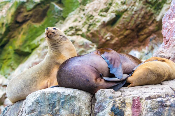 Südamerikanische Seelöwen — Stockfoto