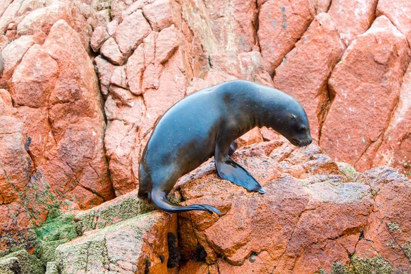 South American Sea lion — Stock Photo, Image