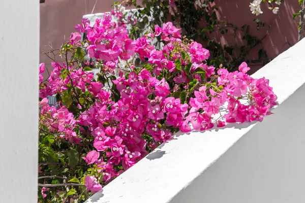 Fiori bougainvillea — Foto Stock