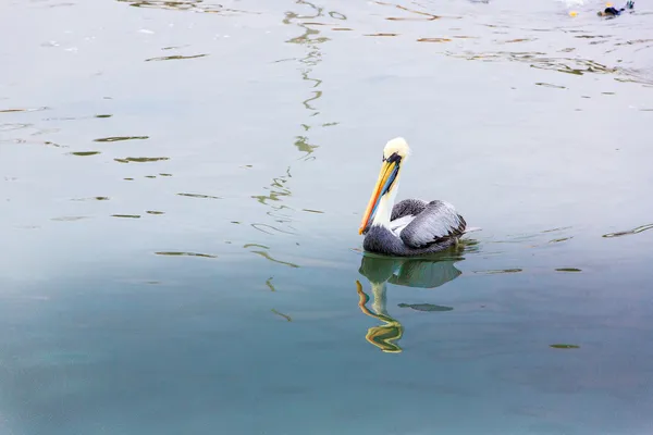 Pelikan ballestas Adaları — Stok fotoğraf