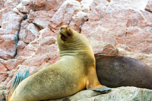 Lions de mer sud-américains — Photo