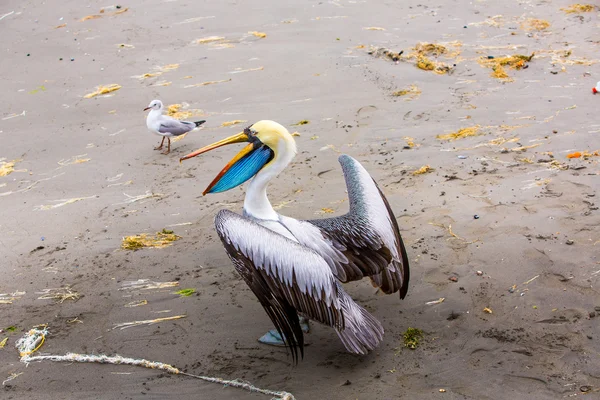 Пелікан на ballestas острови — стокове фото