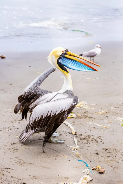 Pelikaan op ballestas-eilanden — Stockfoto