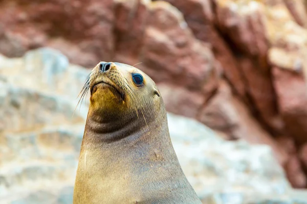 South American Sea lions — Stock Photo, Image